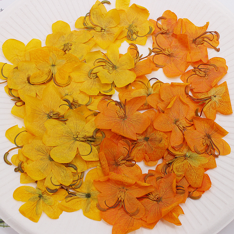 Yellow Phone Accessories - 60 Stück getrocknete, gepresste gelbe/orangefarbene Cassia-Blumen,