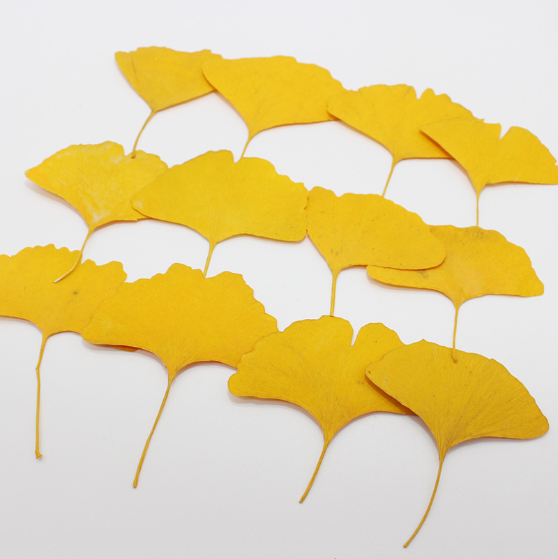 Yellow Phone Accessories - 60 Stück gepresste, getrocknete gelbe/grüne Ginkgo