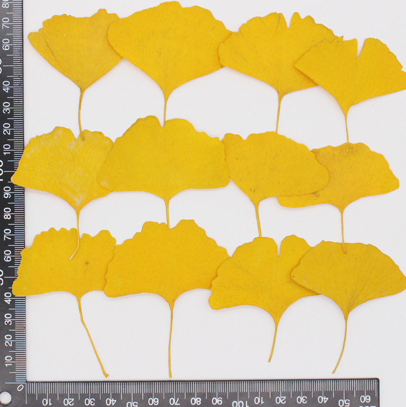 60 Stück gepresste, getrocknet – Yellow Phone Accessories Bewertung und Preis